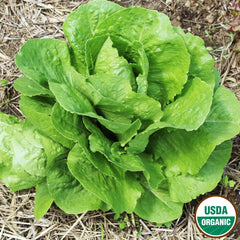Lettuce, Parris Island Organic Seeds, 1.2g