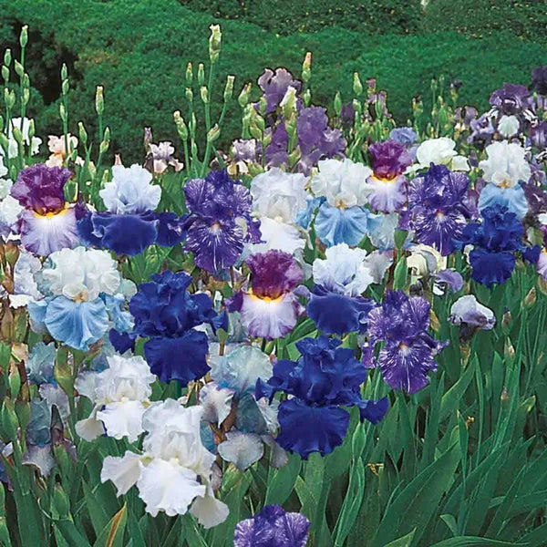 Heavenly Blues Bearded Iris Mixture