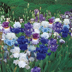 Heavenly Blues Iris Mixture Super Sak