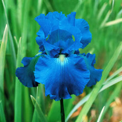 Victoria Falls Reblooming German Iris