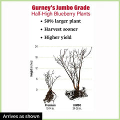 Saskatoon Blueberry Plant