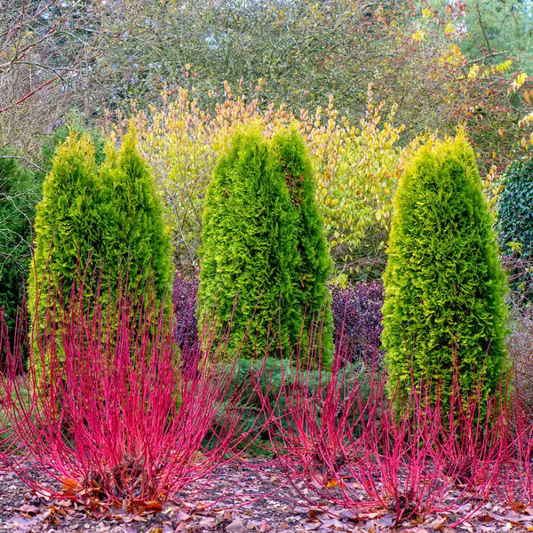 Cardinal Red Twig Dogwood Hedge Bundle