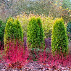Cardinal Red Twig Dogwood Hedge Bundle