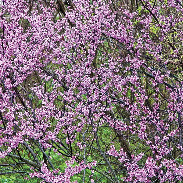 Redbud Tree