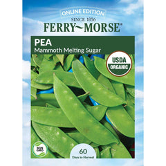 Pea, Mammoth Melting Sugar Pod Organic Seeds, 14g