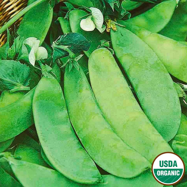 Pea, Oregon Sugar Pod Organic Seeds, 14g