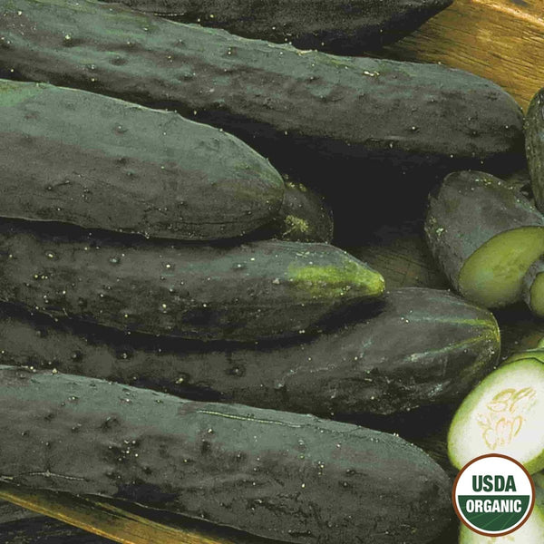 Cucumber, Tendergreen Organic Seeds, 1.2g