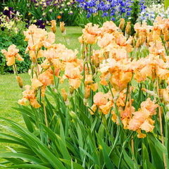 Penny Lane Reblooming Bearded Iris