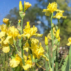 Harvest of Memories Reblooming Bearded Iris