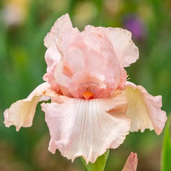 Pink Attraction Reblooming Bearded Iris