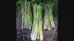 AsparaBest™ Asparagus Plant