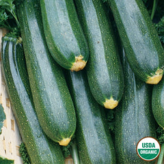 Squash, Black Beauty Zucchini Organic Seeds, 5.3g