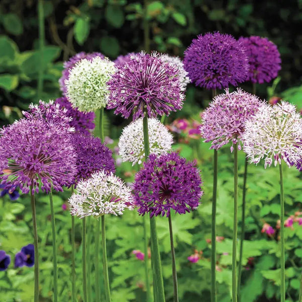 Big Impact  Allium Mixture
