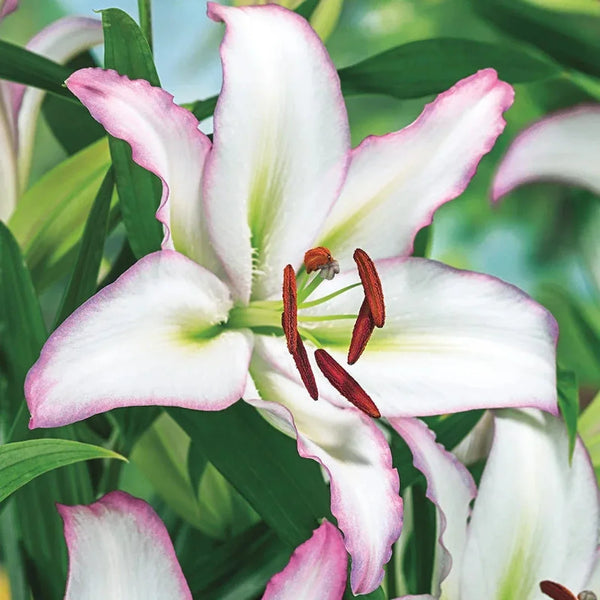 Brasilia Oriental Lily