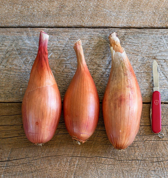 Zebrune