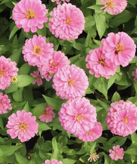 50 Mixed Zinnia Seeds – Multi-Color Double Blooms, Easy Annual for Summer Garden