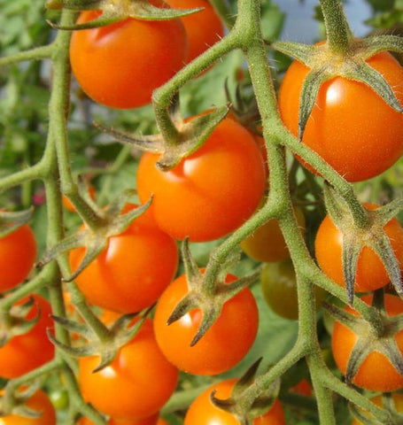 Sungold cherry tomato seeds