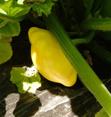 Sunburst F1 Summer Squash 10 Seeds - Seedsplant