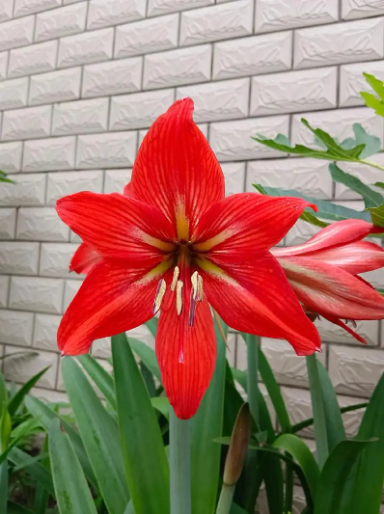 Amaryllis - Large Stargazer Red Amaryllis with White Stripes  Christmas Gifts