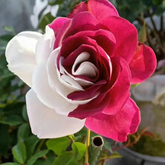 Rare Twin Roses - Seeds