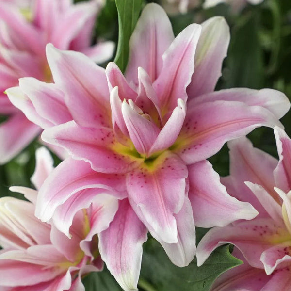 Oriental Perfume Lily Seeds