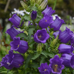 Chimes Flowers Seeds
