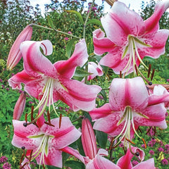 Summer Stunner Lily Tree Collection