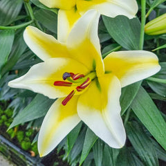 Summer Stunner Lily Tree Collection