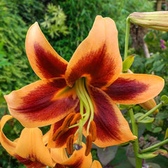 Summer Stunner Lily Tree Collection