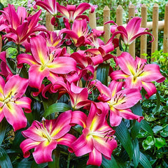 Summer Stunner Lily Tree Collection