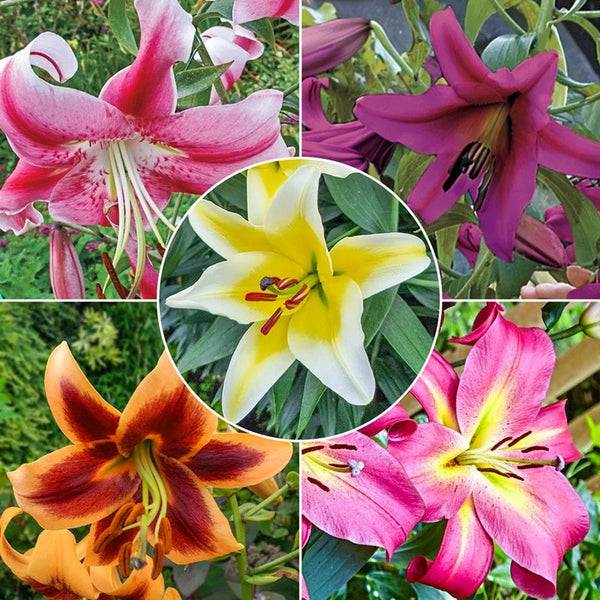 Summer Stunner Lily Tree Collection