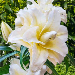 Ludwina Roselily