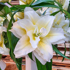 Ludwina Roselily