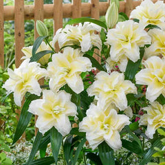 Ludwina Roselily