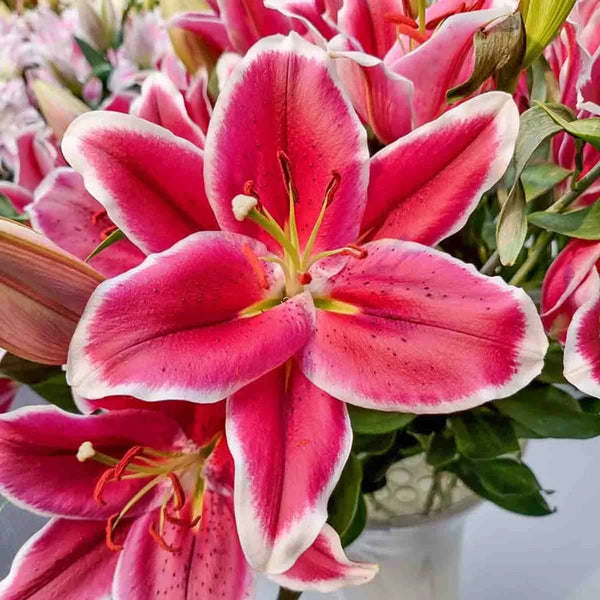 El Capitan Tree Lily
