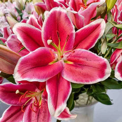 El Capitan Tree Lily