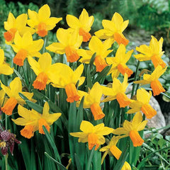 Jetfire Daffodil