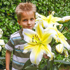Classic Lily Tree Collection