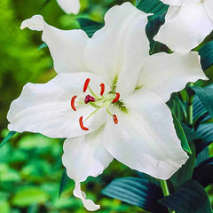 Classic Lily Tree Collection