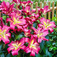 Spotlight Lily Tree Collection
