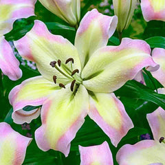 Spotlight Lily Tree Collection
