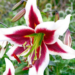 Spotlight Lily Tree Collection