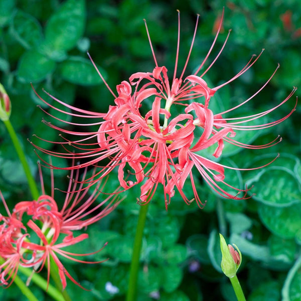 Lycoris Radiata Spider Lilies Bulbs Radiata Hurricane Lily Cluster Amayllis Growing Bonsai Roots Rhizomes Corms Tubers Potted Planting Reblooming Fragrant Garden Species Blooms Flower Seeds Plant Gardening
