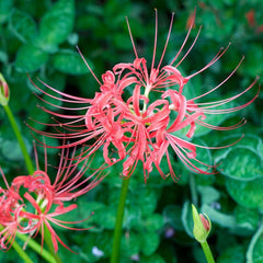 Lycoris Radiata Spider Lilies Bulbs Radiata Hurricane Lily Cluster Amayllis Growing Bonsai Roots Rhizomes Corms Tubers Potted Planting Reblooming Fragrant Garden Species Blooms Flower Seeds Plant Gardening