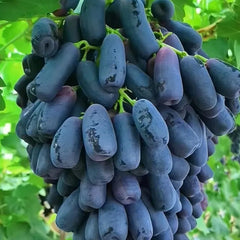 High Quaility Sapphire Grapes Seeds