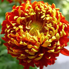 Golden-Backed Scarlet Chrysanthemum