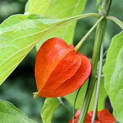 Lantern Cherry Seeds Winter Ground Cherry Strawberry Ground Cherry