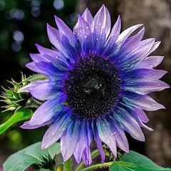 Blue to Purple Ombre Sunflower
