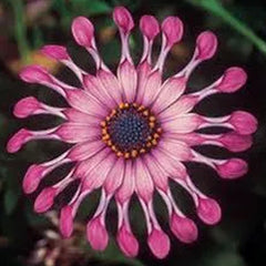 Osteospermum Mix Seeds Spider Daisy Rare