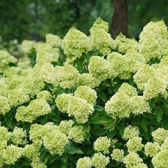 Strawberry Sundae Hydrangea- Beautiful, reunion and gratitude